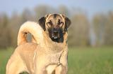 KANGAL 170